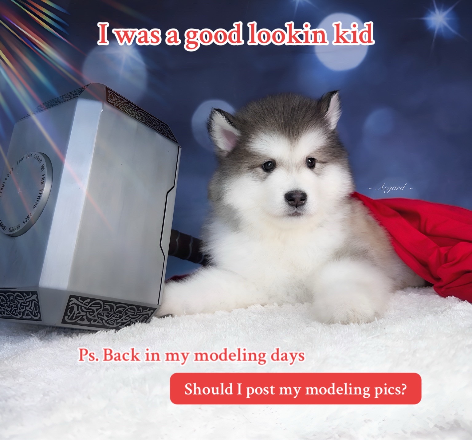 @KokaKoaTheAlaskanMalamute