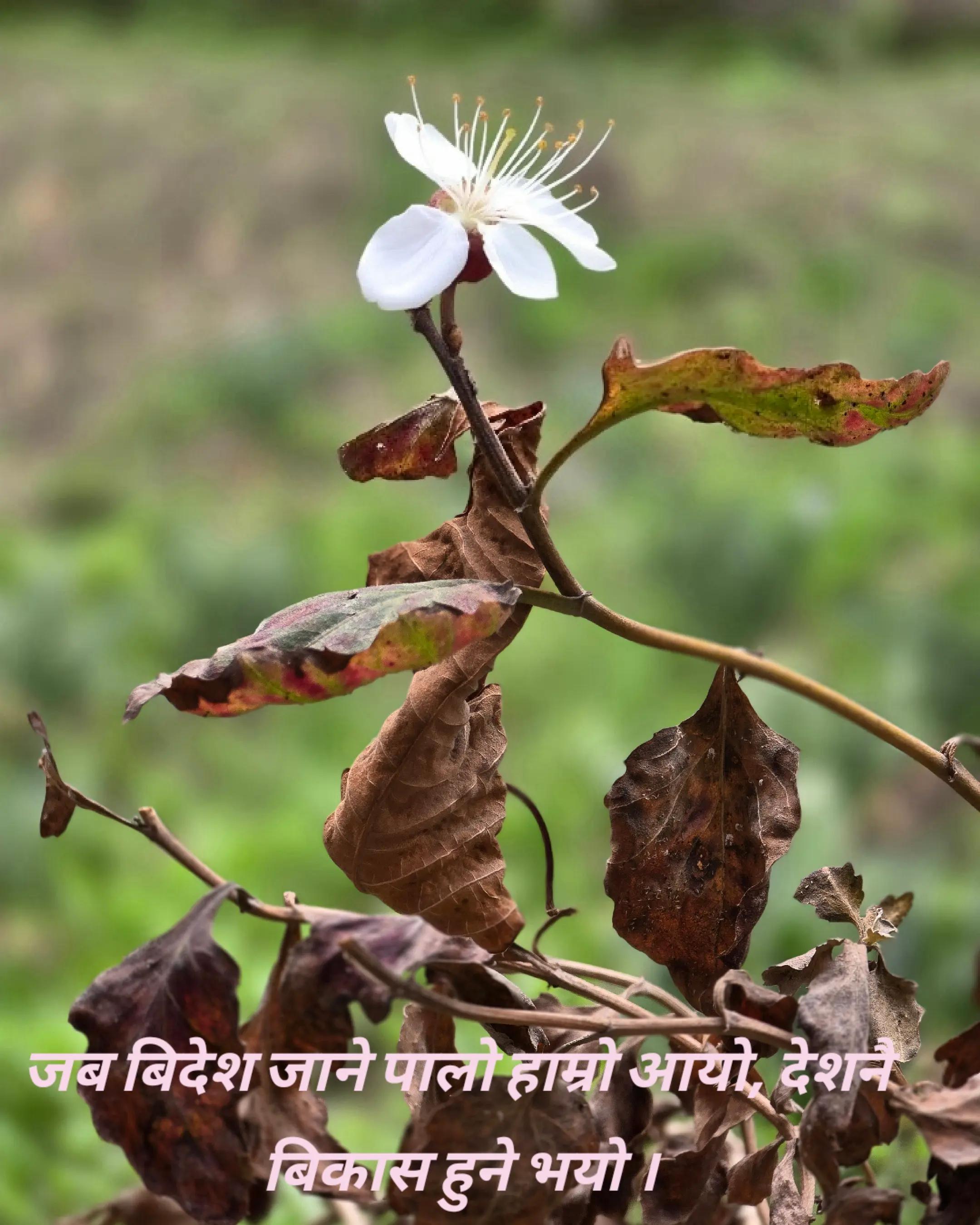 @Purushottam Silwal