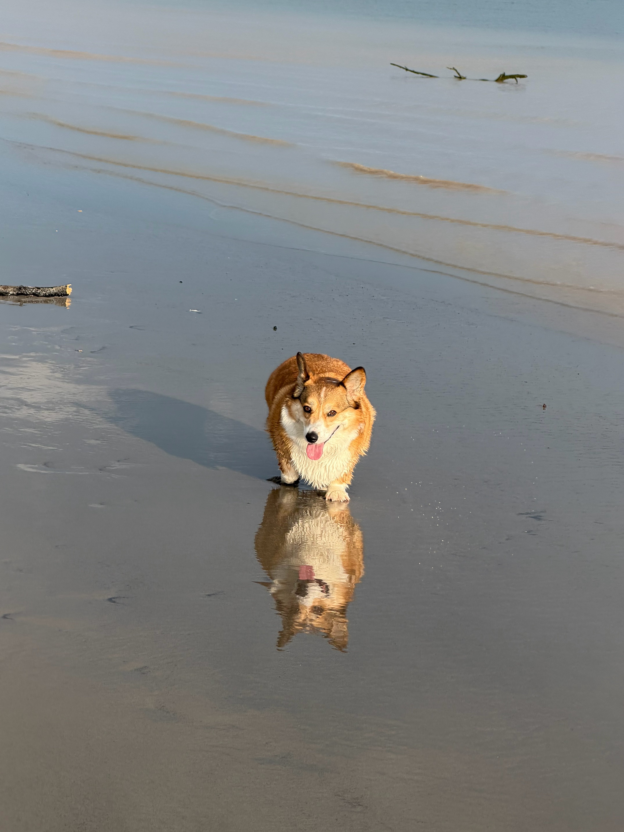 @Thorgi_thecorgi