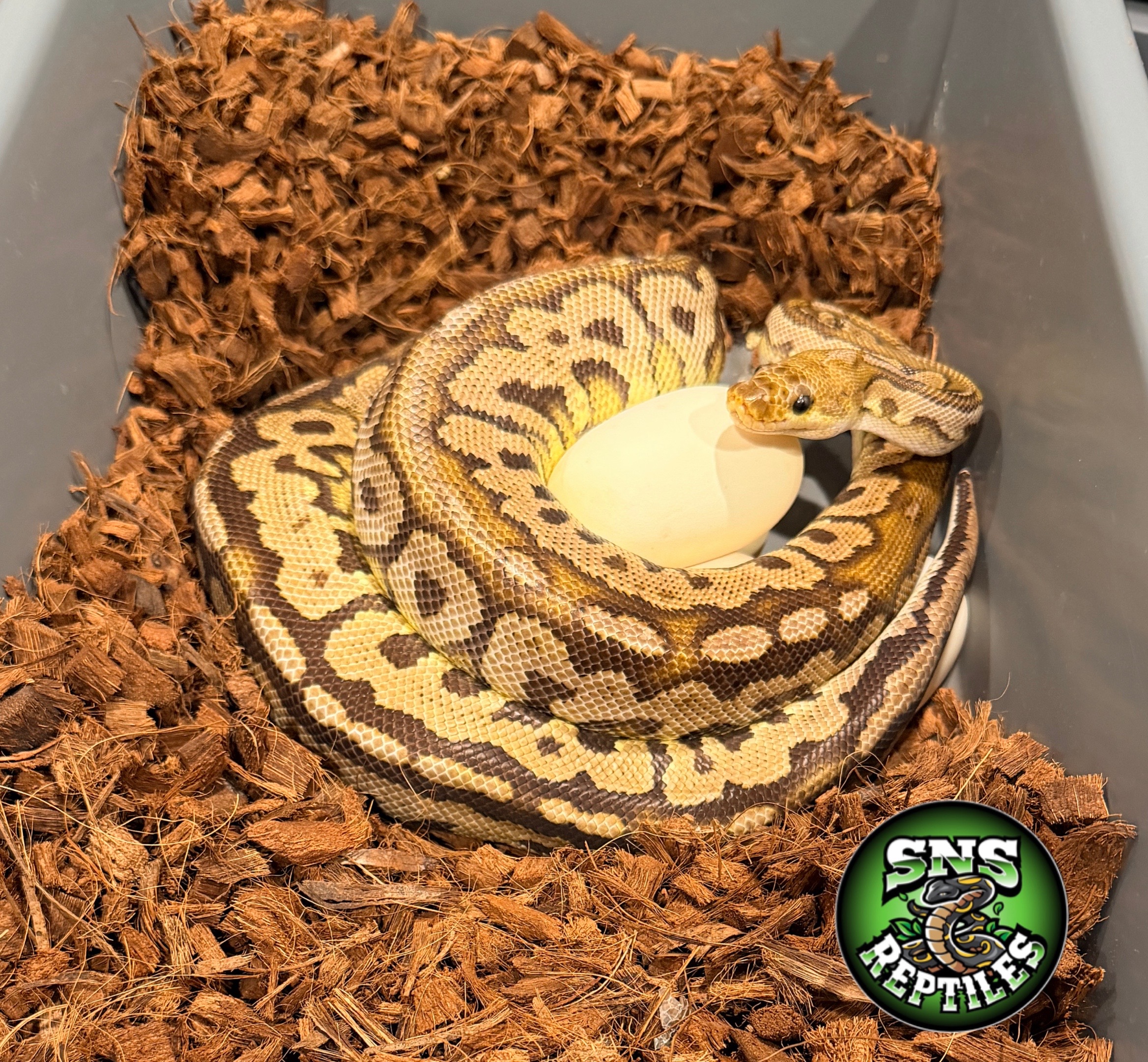 @SNS Reptiles