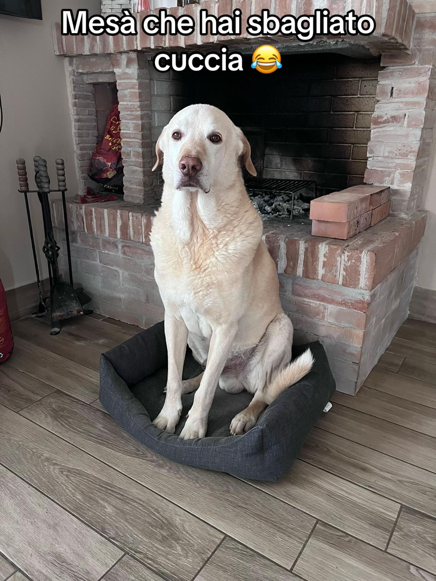 @The Queen 👑 My Dog Family &hearts;️