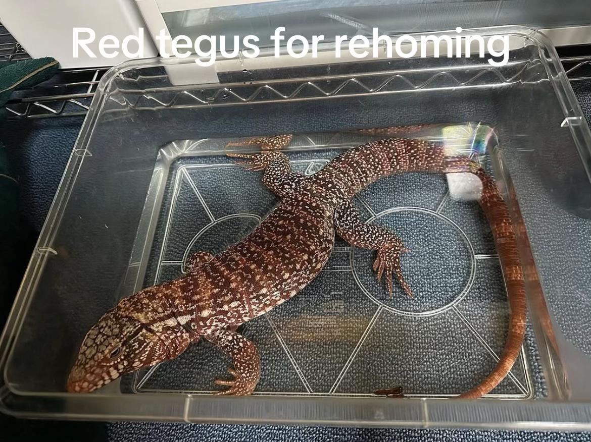 @Geckos shop