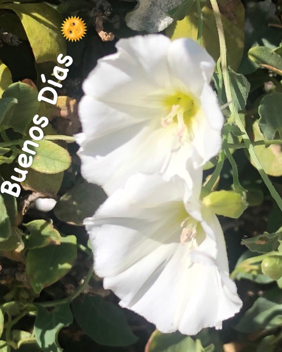 @brujiarcos