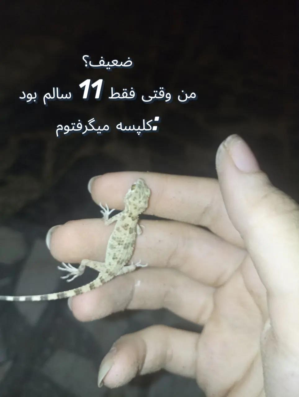 @nushin