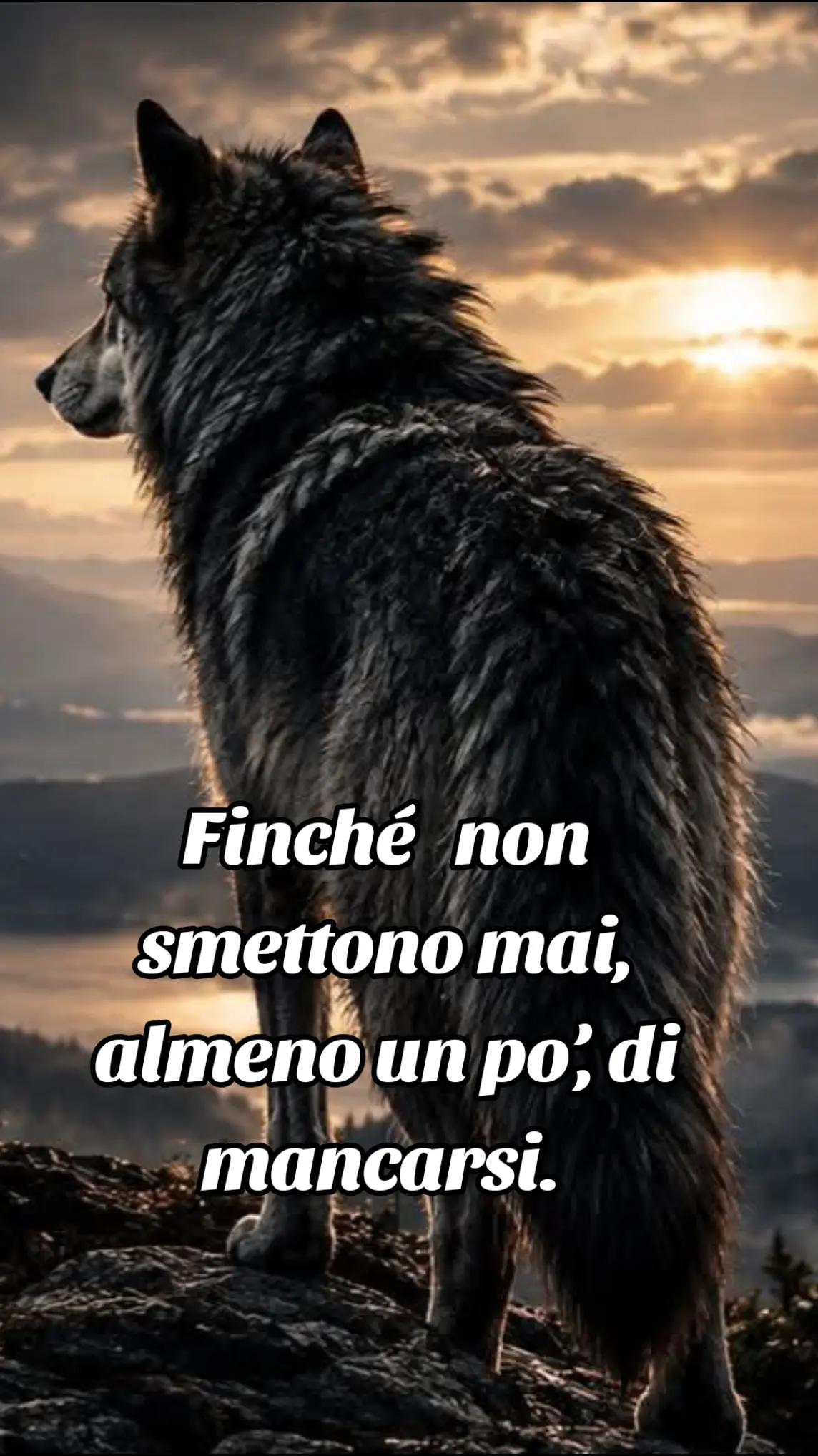 @🐺🗽Crazy Wolf.