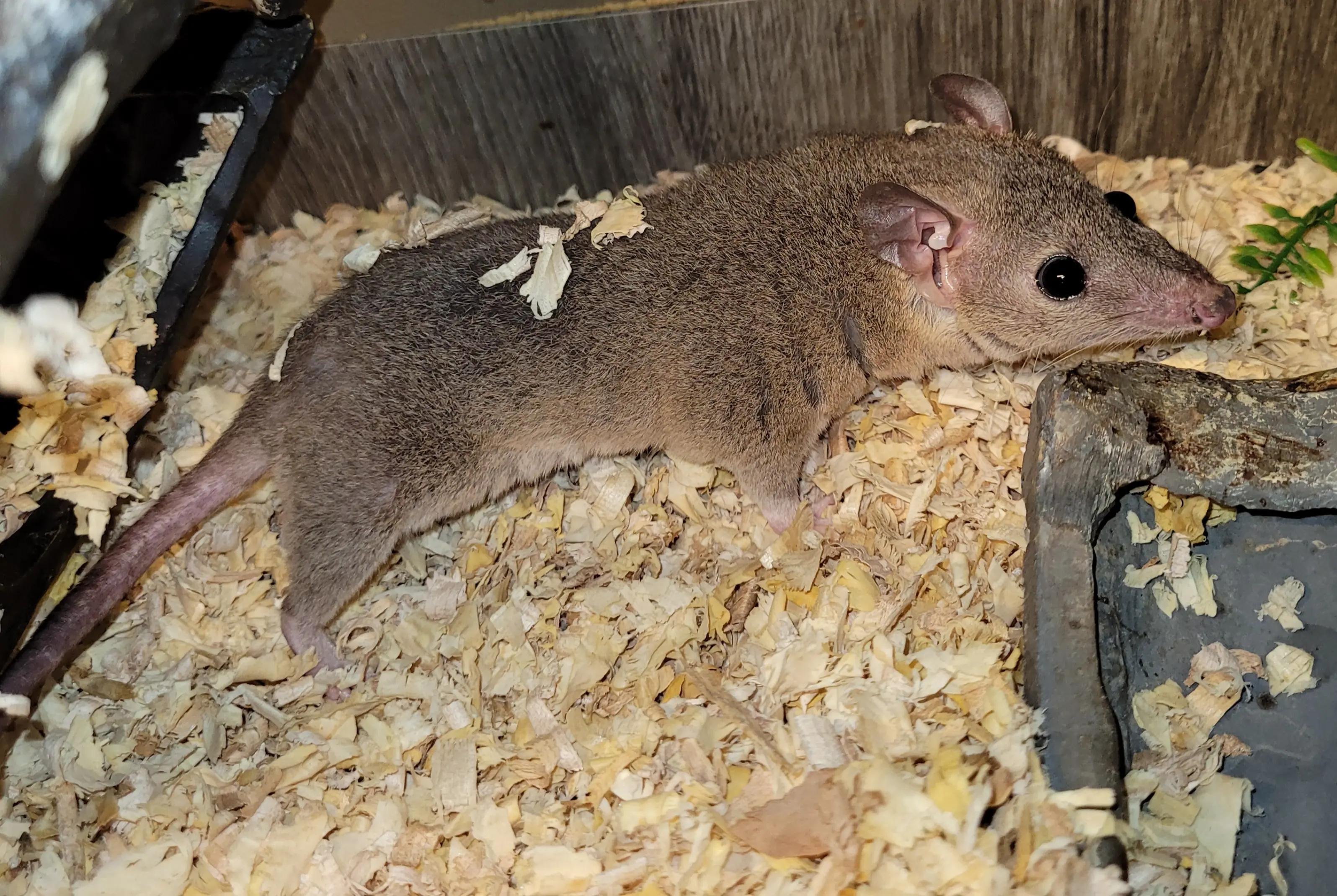 @My Little Exotic Zoo