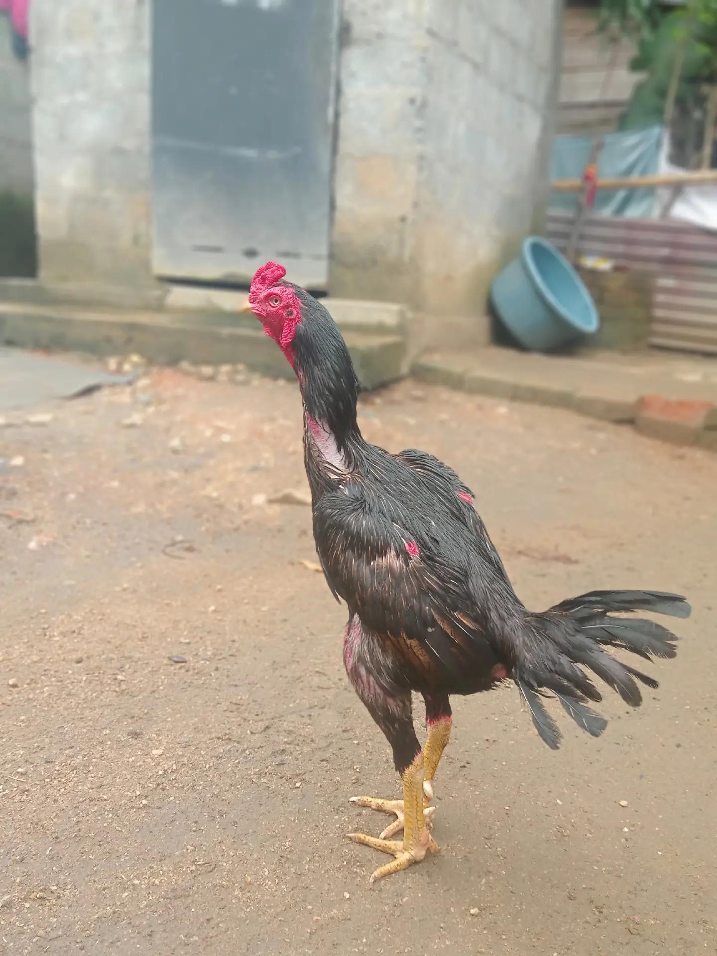 @𝑺𝑯𝑨𝑫𝑶𝑾 ,𝑺