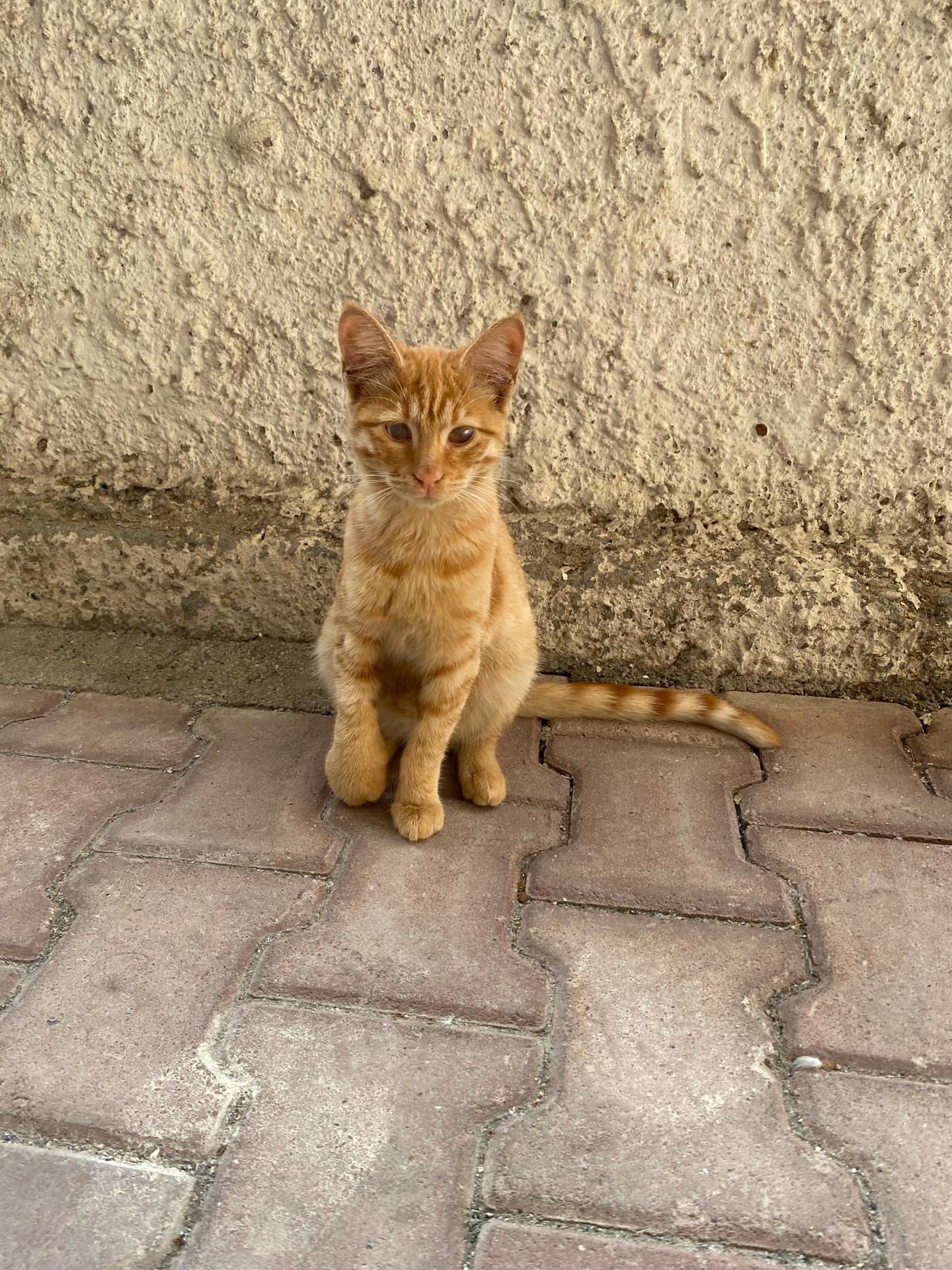 @Şapkalı Kadın