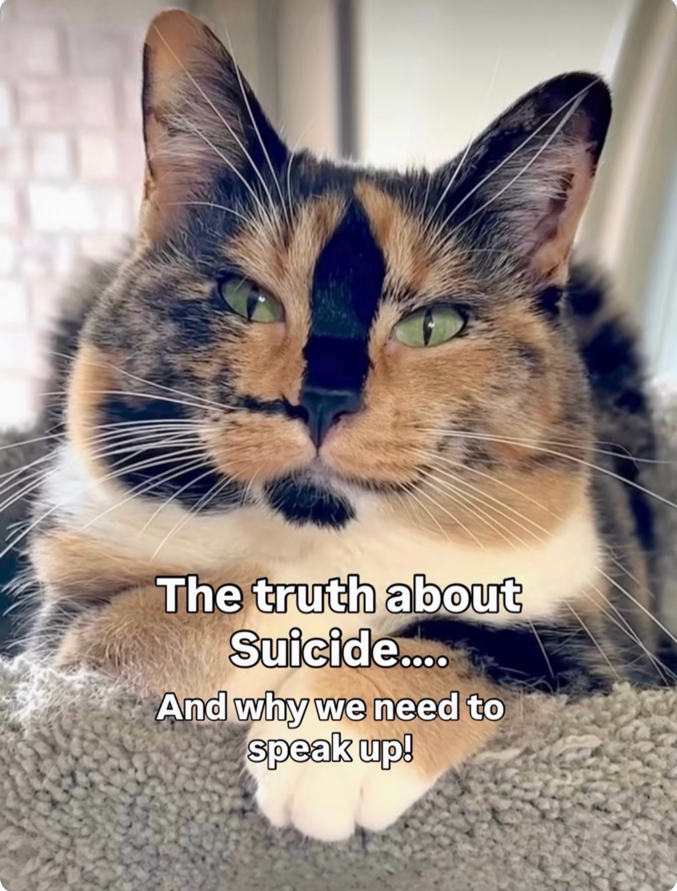 @SnickersTheSmilingCat