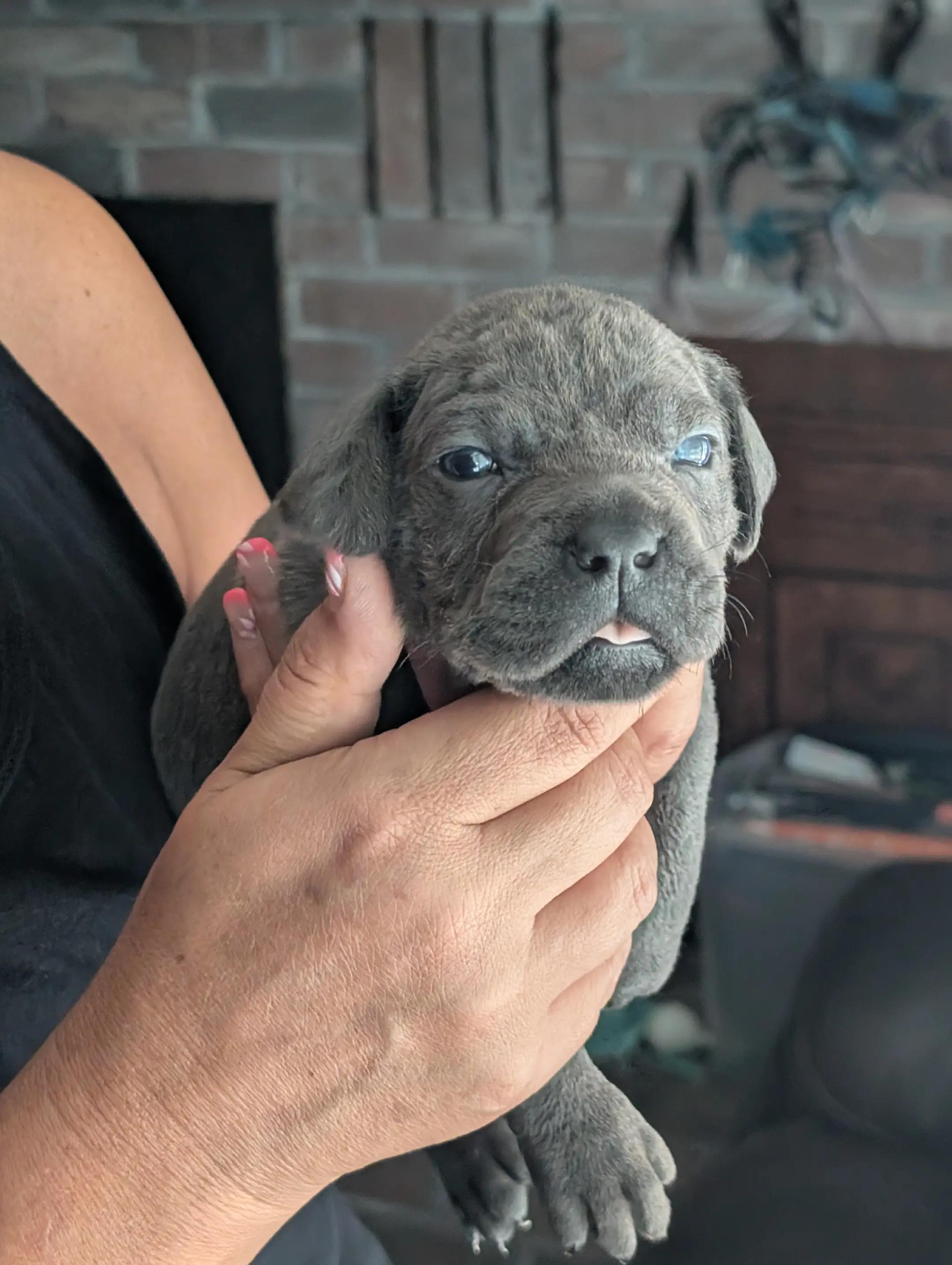 @BOOTHEEL CANE CORSO
