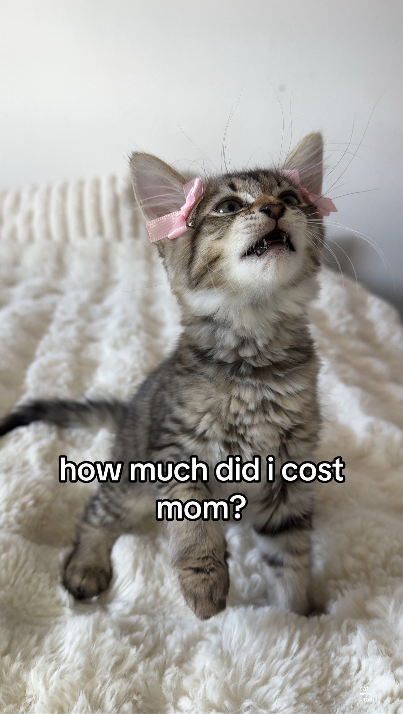 @Mia kittens