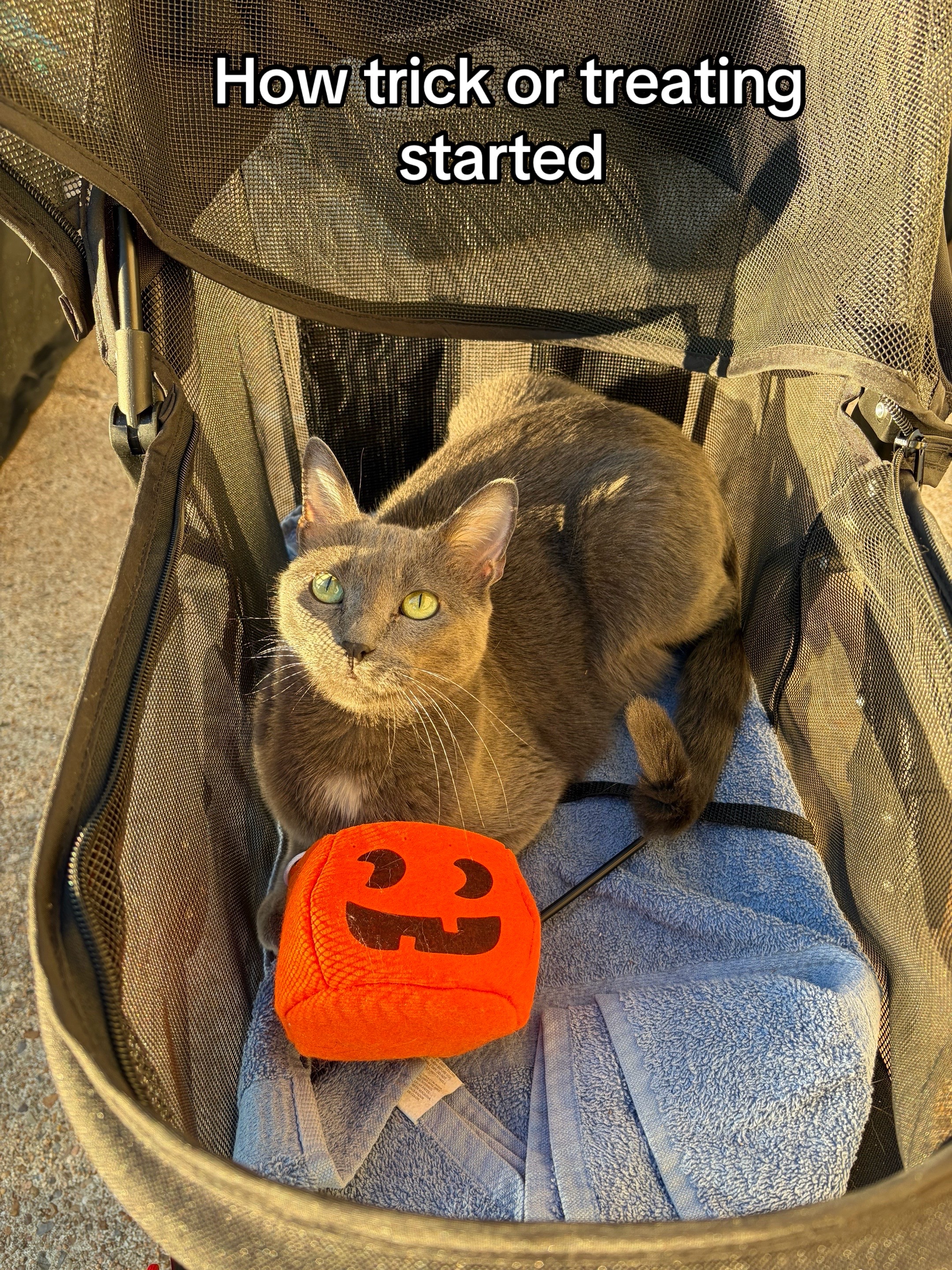 @Five.Meows