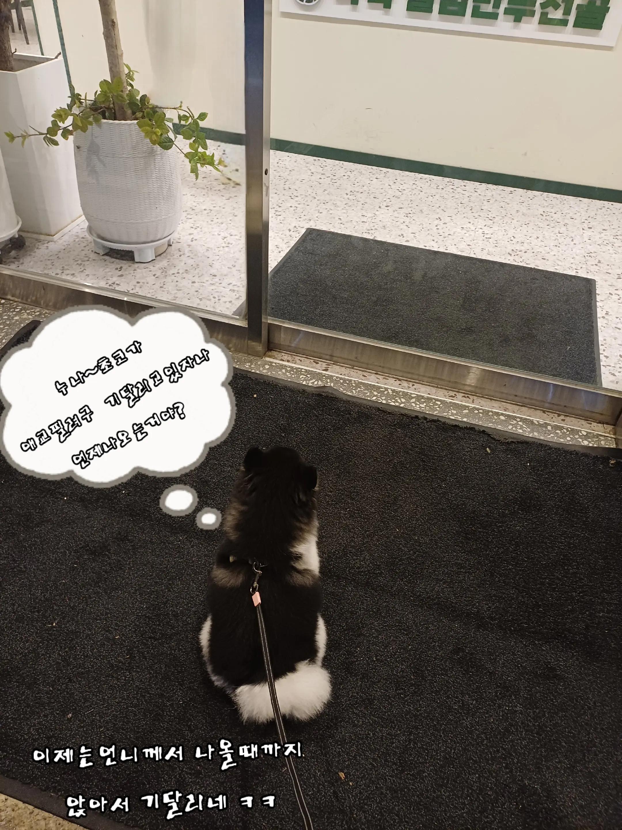 @୧⍣⃝ɷ초코ɞ୨