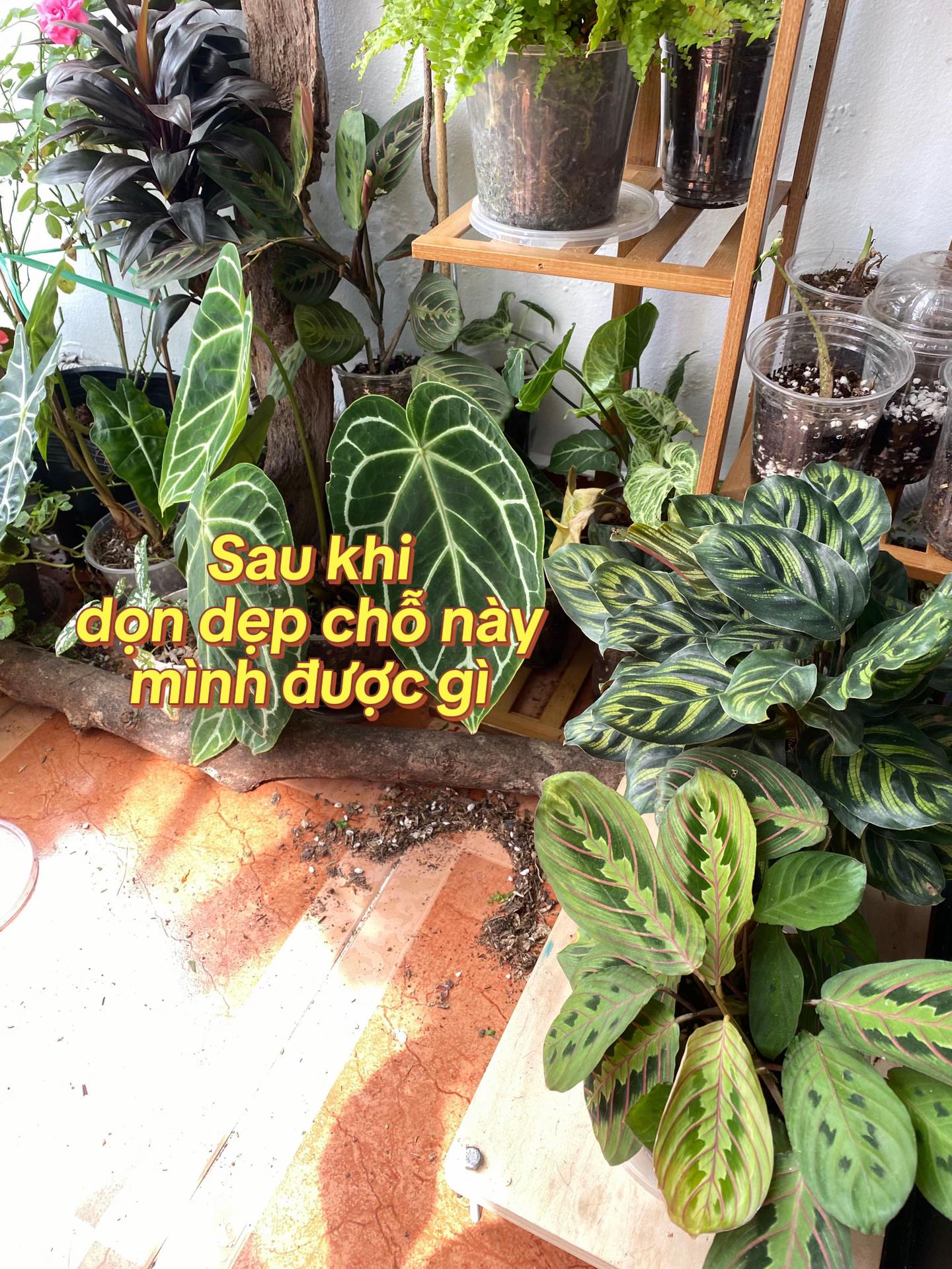 @Cây nhiều lá 🌿