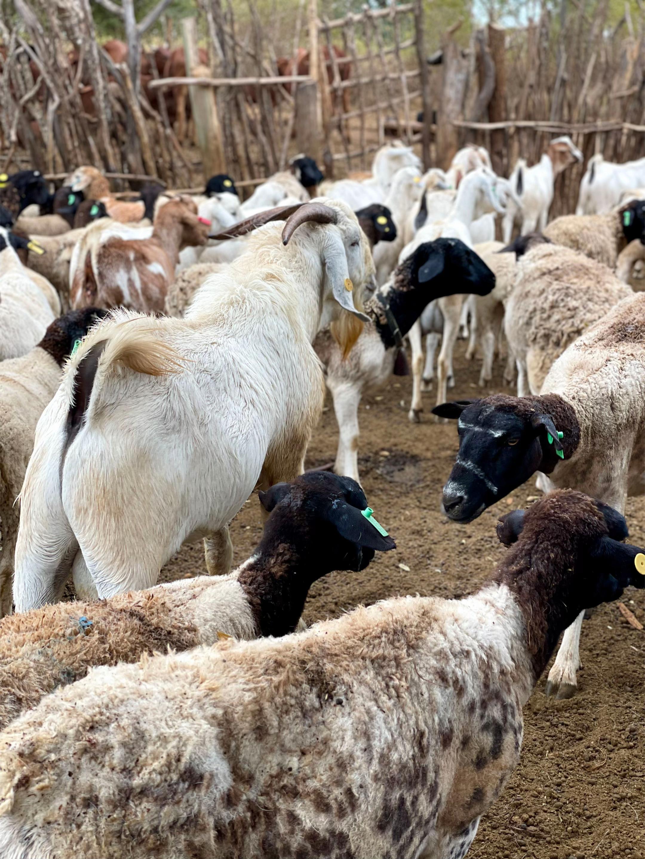 @DorperfarmsKE