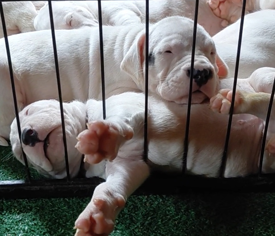 @Viola Trojan Dogo Argentino