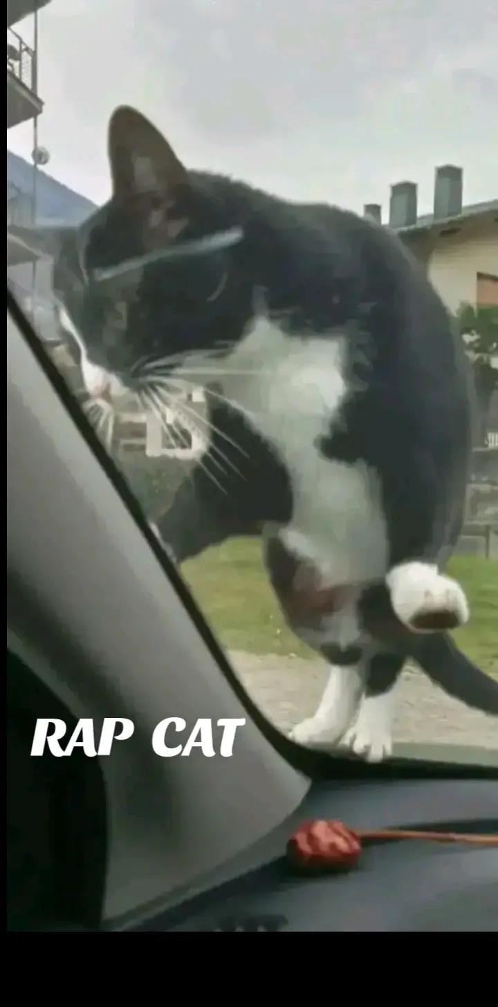 @RAP CAT