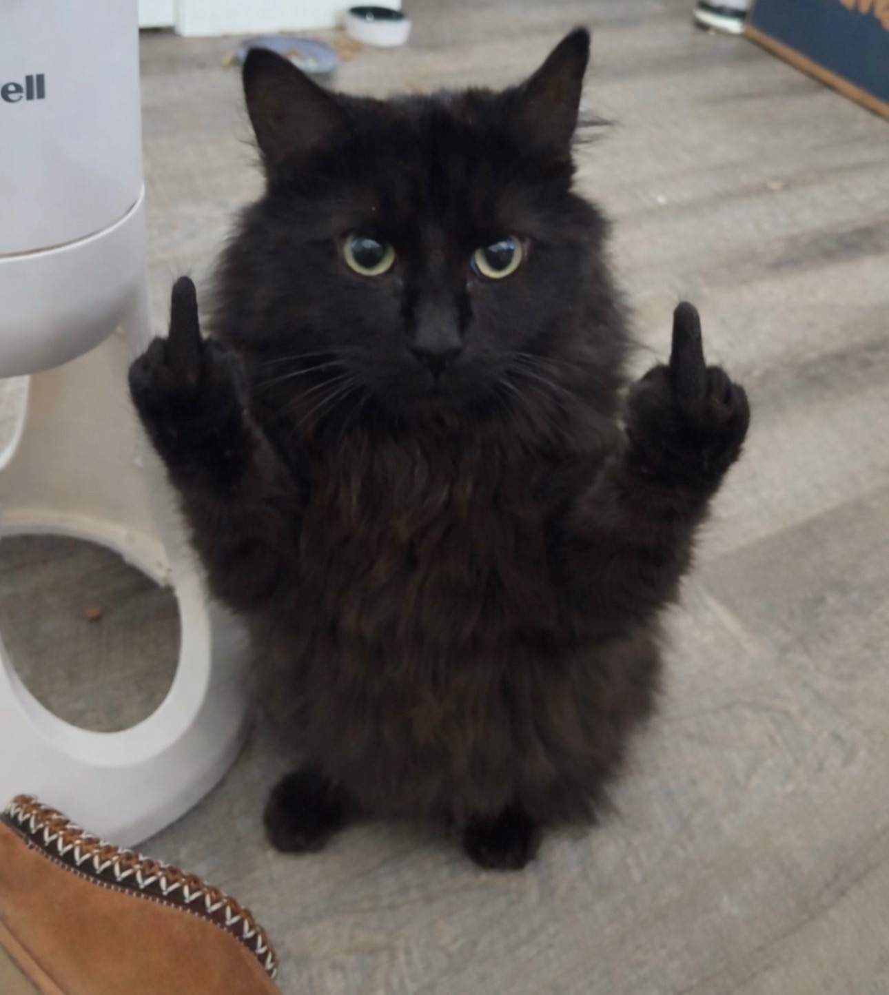 @🐈&zwj;⬛🖤