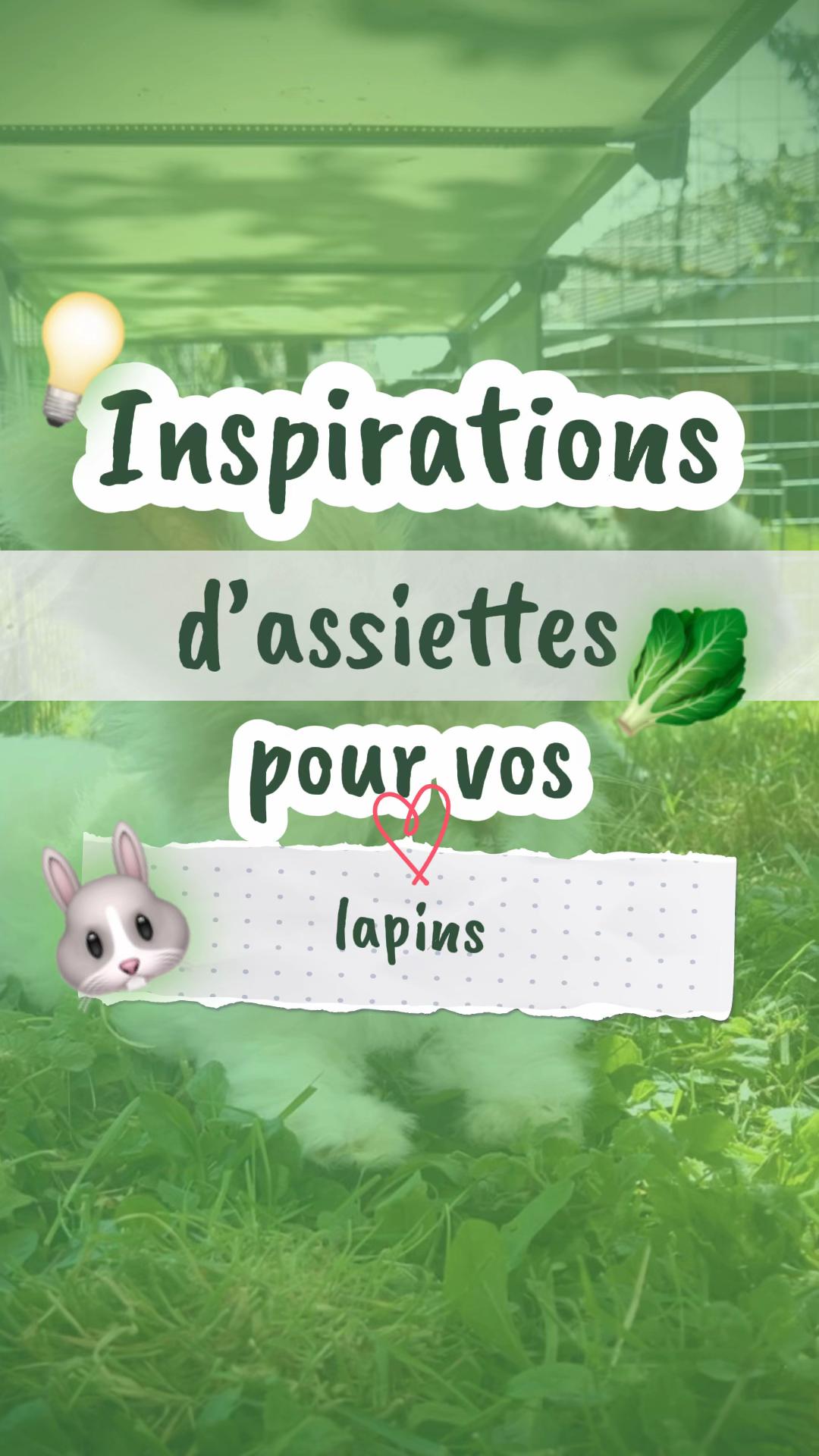 @Mes lapinouchs 🐰