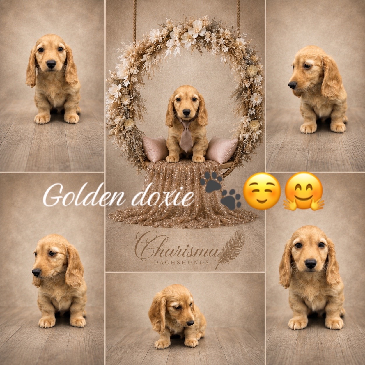 @Charisma Dachshunds