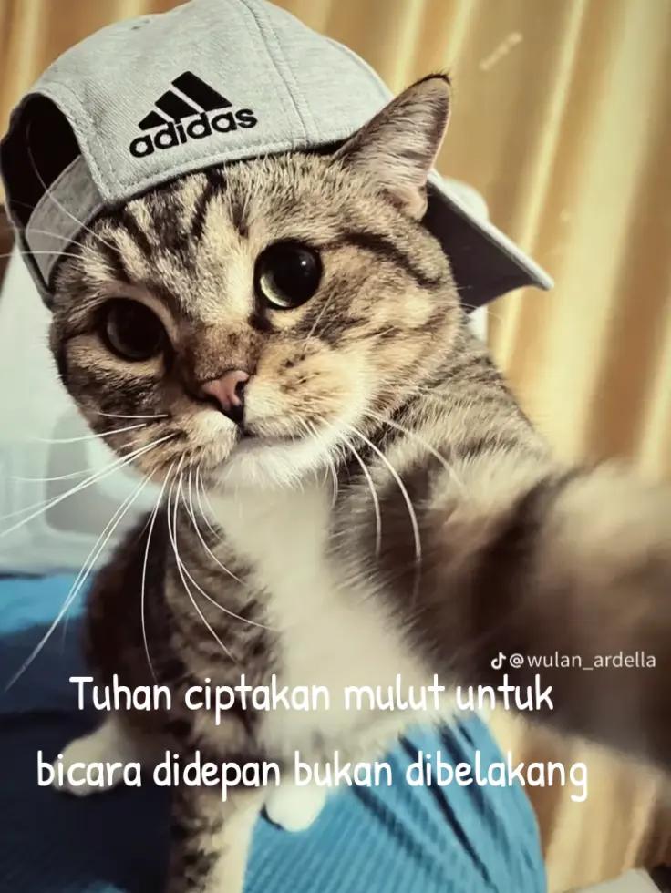 @cat _lover's
