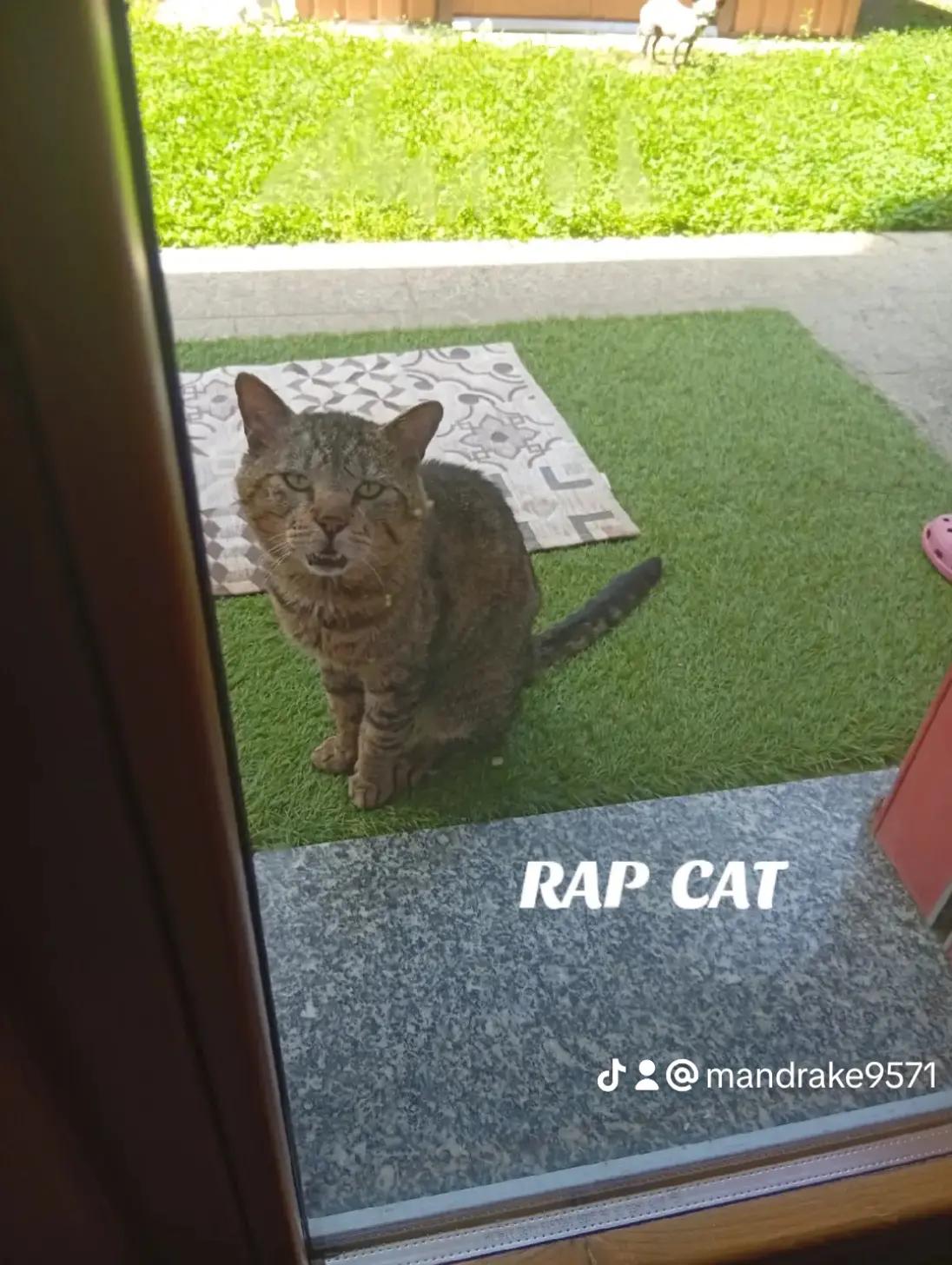 @RAP  CAT