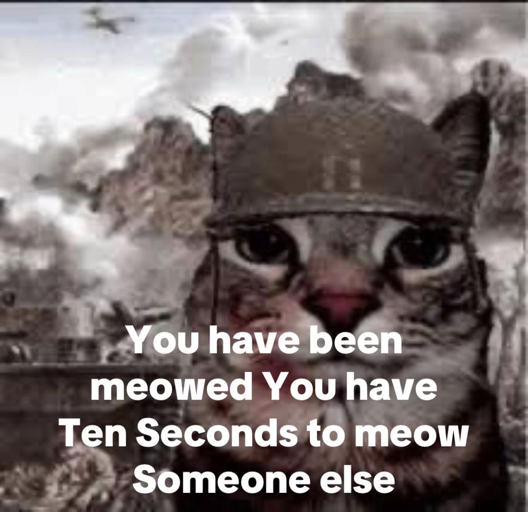 @Stories Meow
