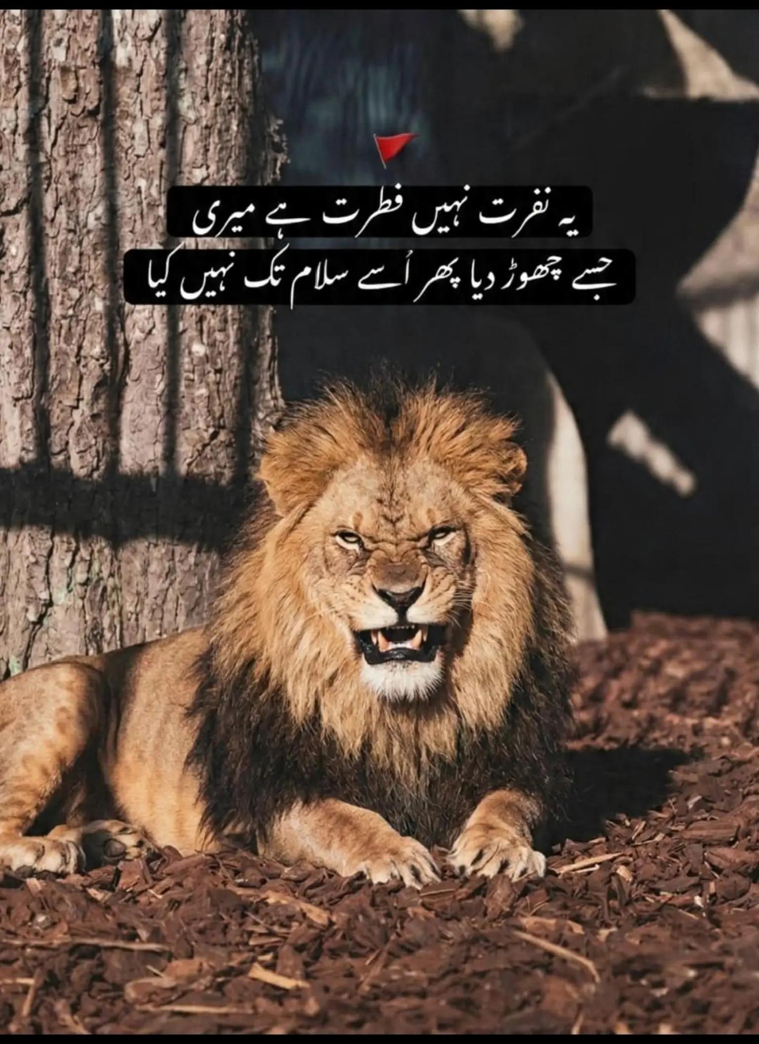 @Ch.Uzair £🚩