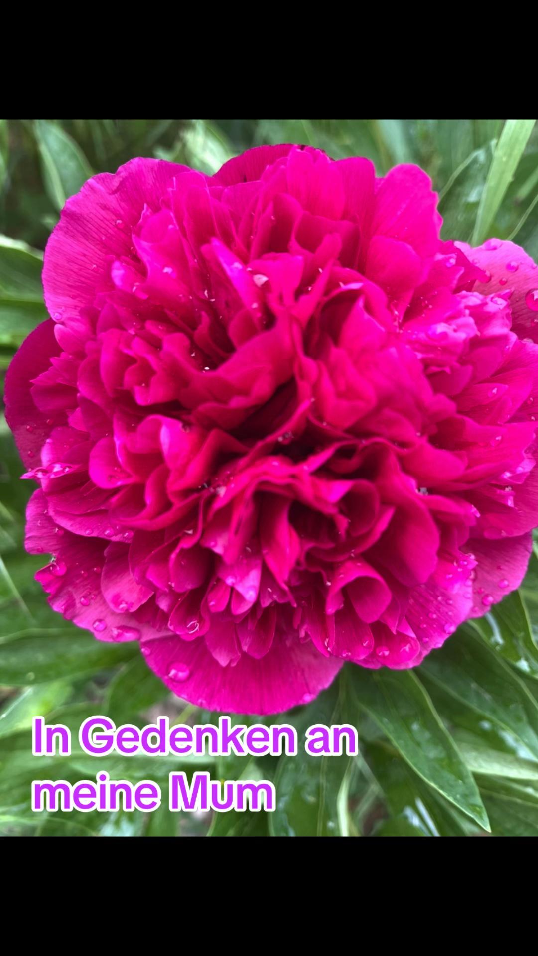 @ostfriesenfrau