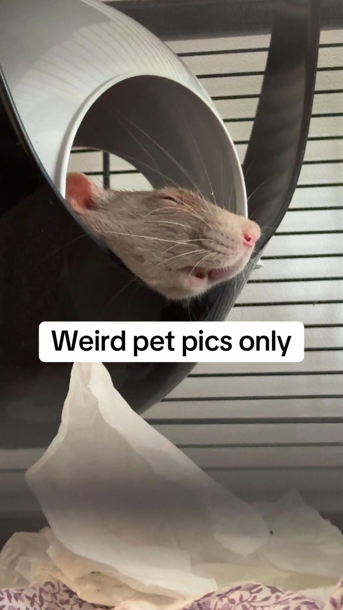 @Roxy’s rats