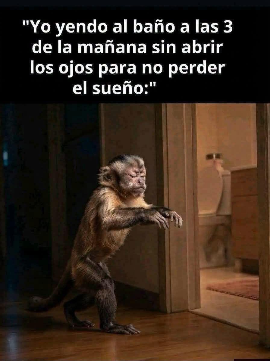 @el panda solitario