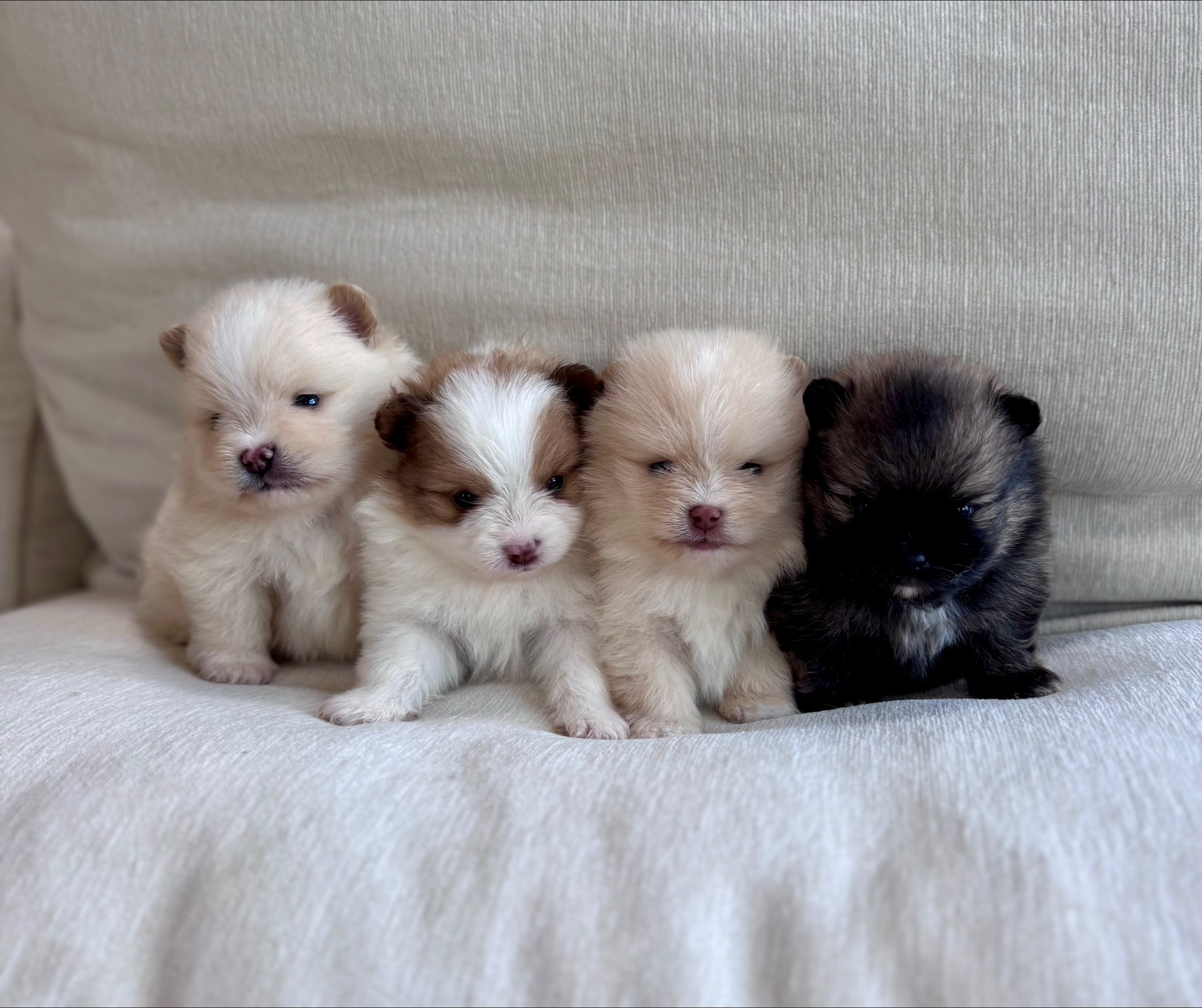 @Fingerlakes Pomeranians