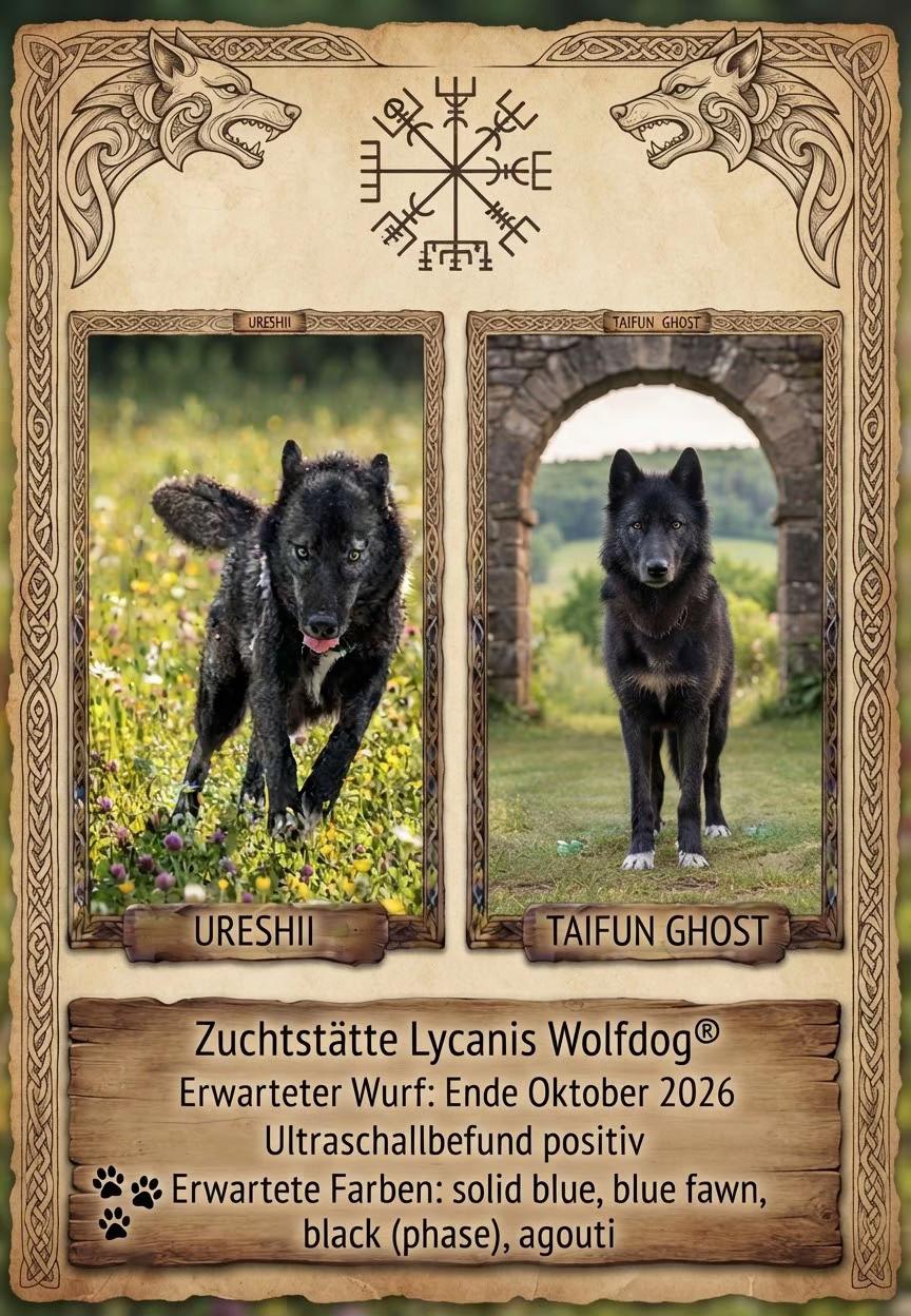 @Lycanis Wolfdog&reg;