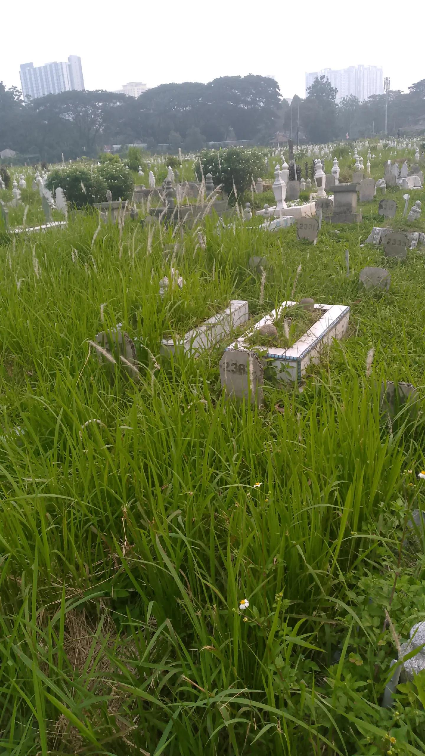 @Rajawali Kambing Golek 099