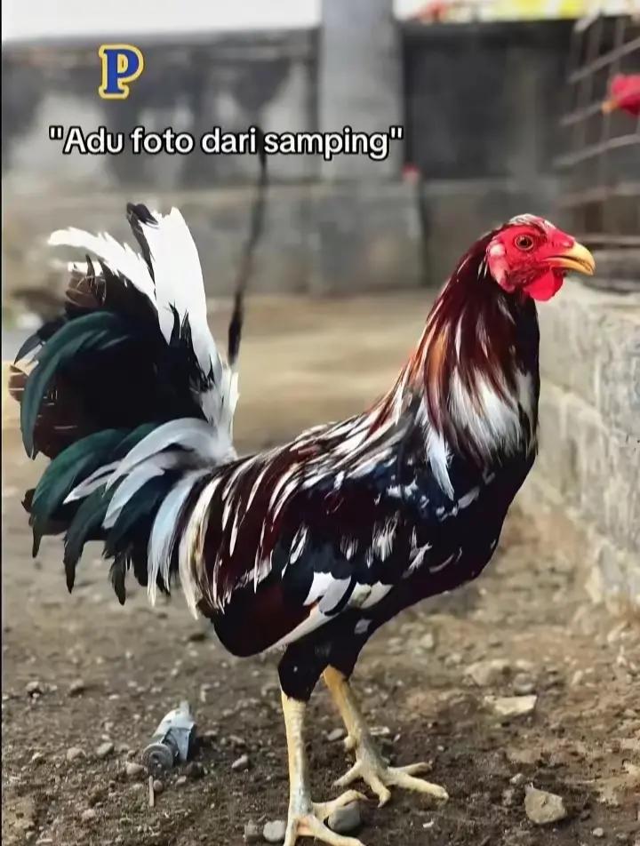 @R-K. FARM (MDR)