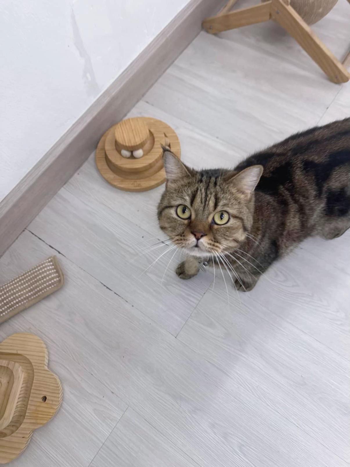 @คาเฟ่แมวโมริ Mori cat cafe'