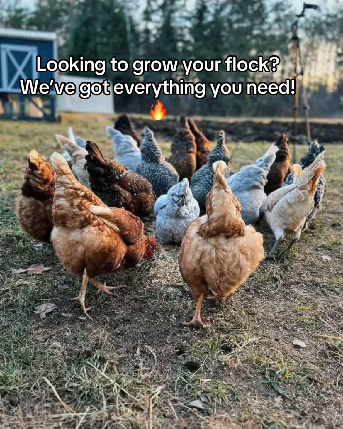 @Live stock animals ๐ชฟ๐๐๐๐ฅฌ