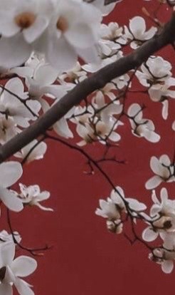 @нσтσrι’ѕ gια 🪭❤️