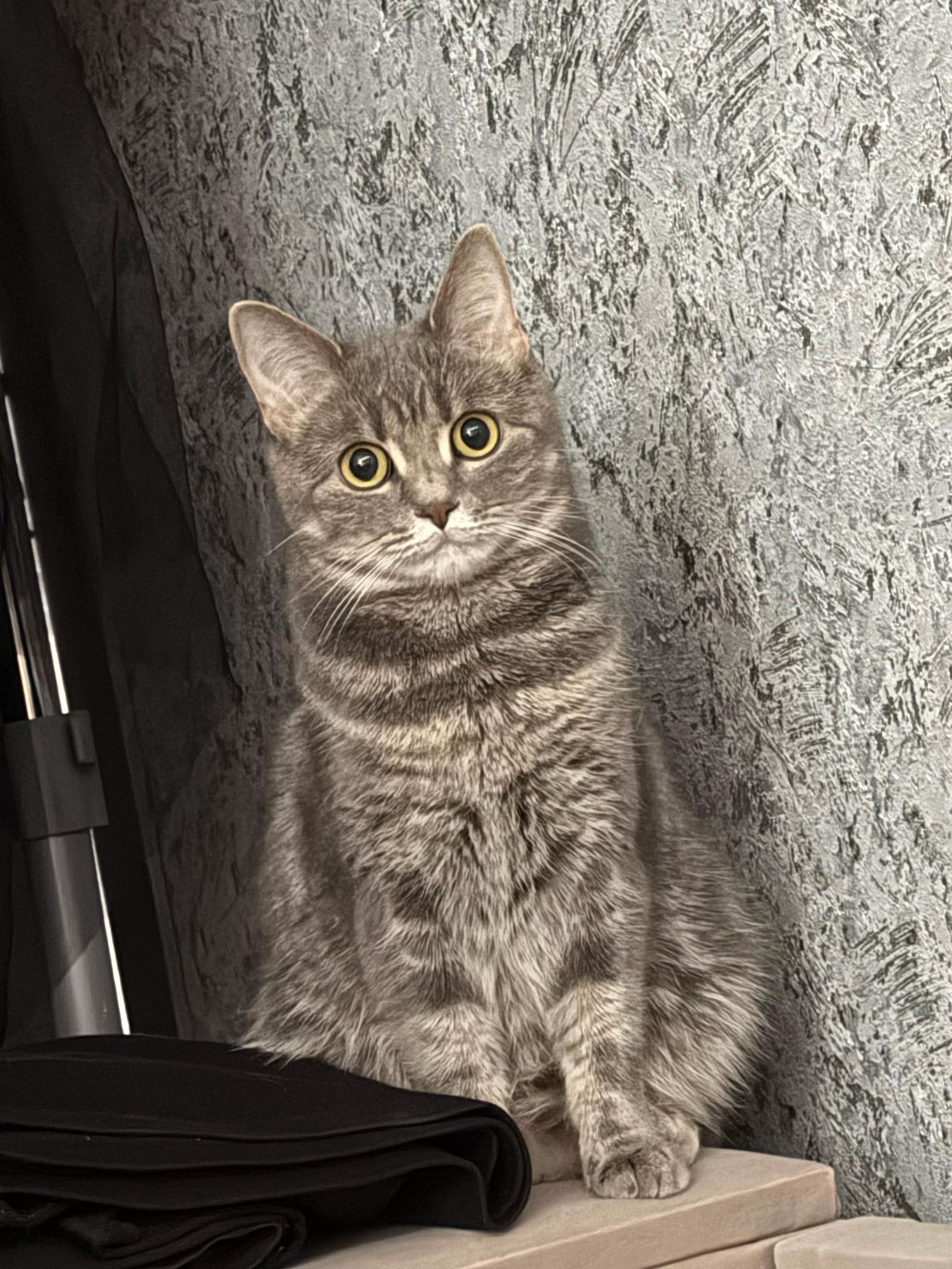 @meowcy