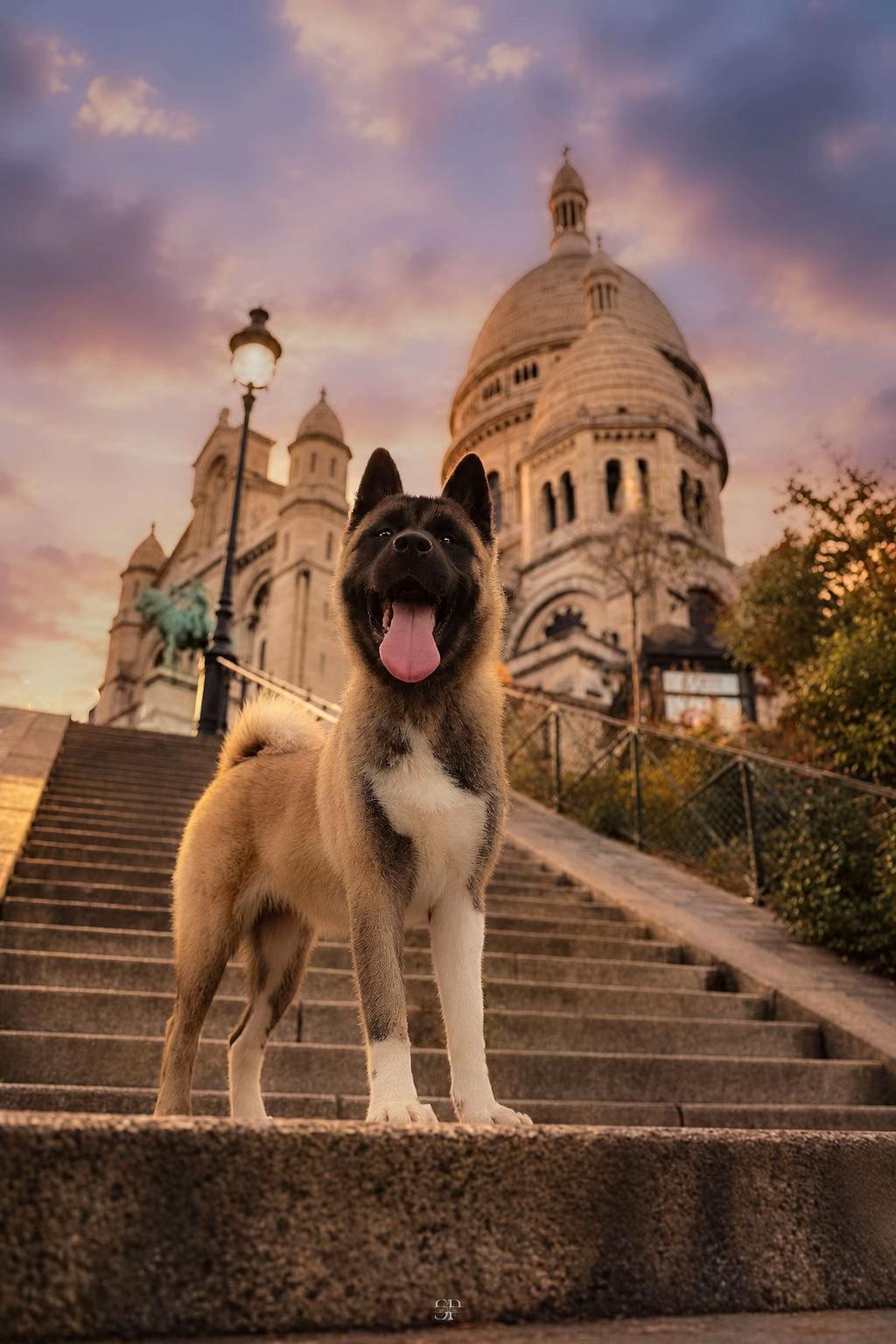 @Buffy_American_Akita