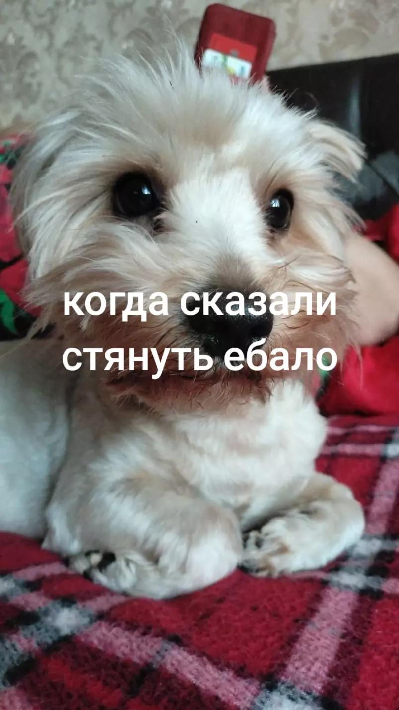 @ашан5150