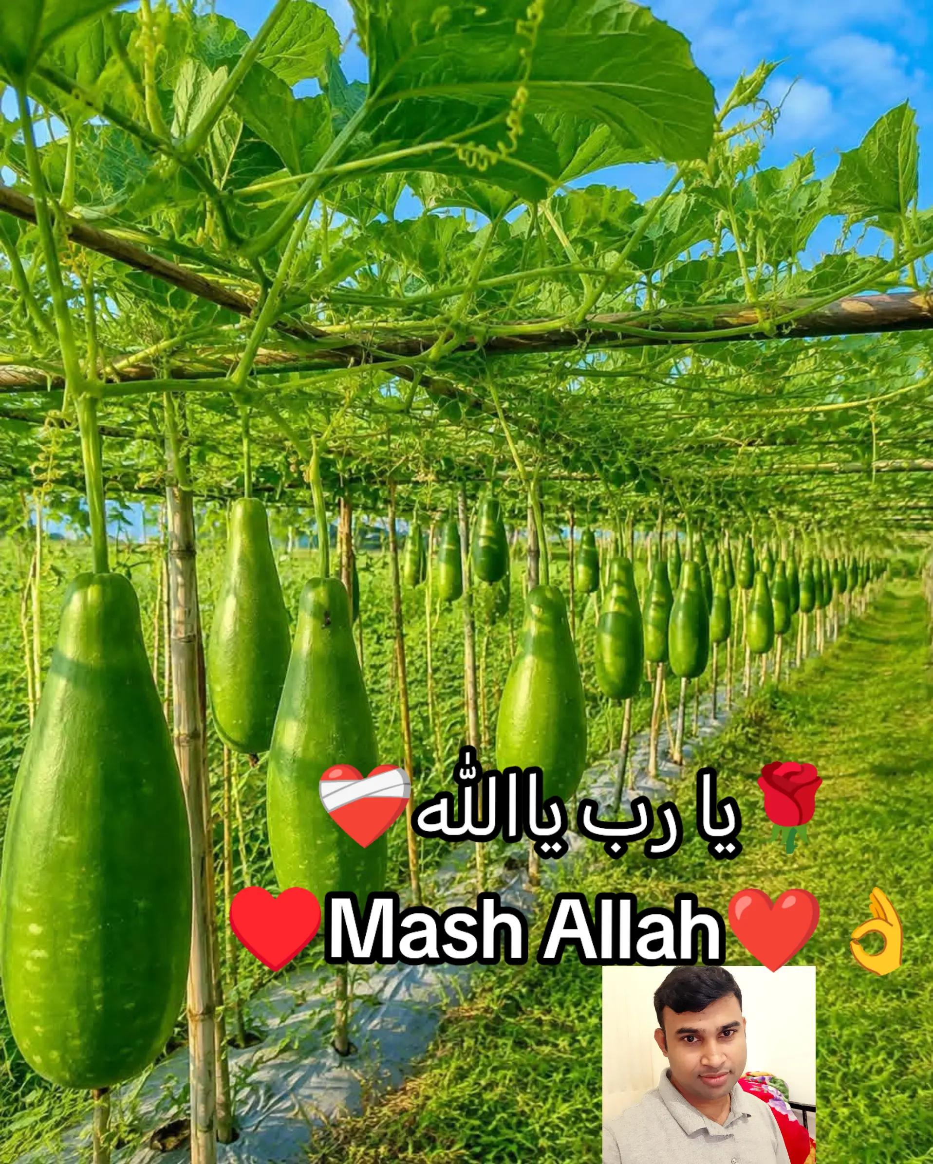 @đĩđ¸đ§đŠŲŲ
اŲ♥ī¸Kamal Ali â