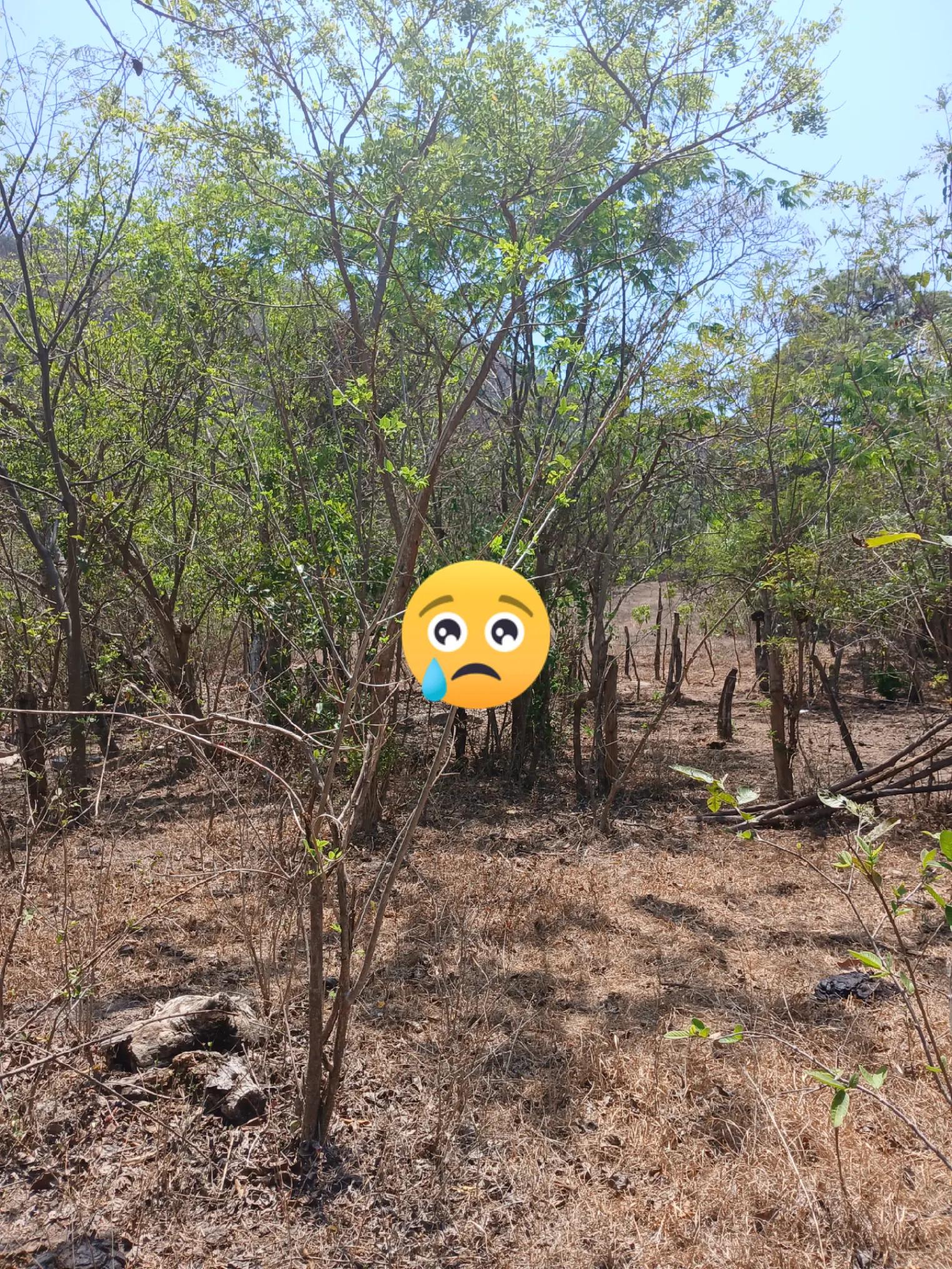 @pulceras
