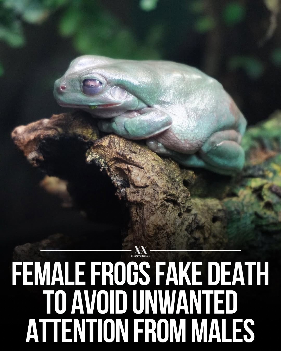 @The Optimal Female