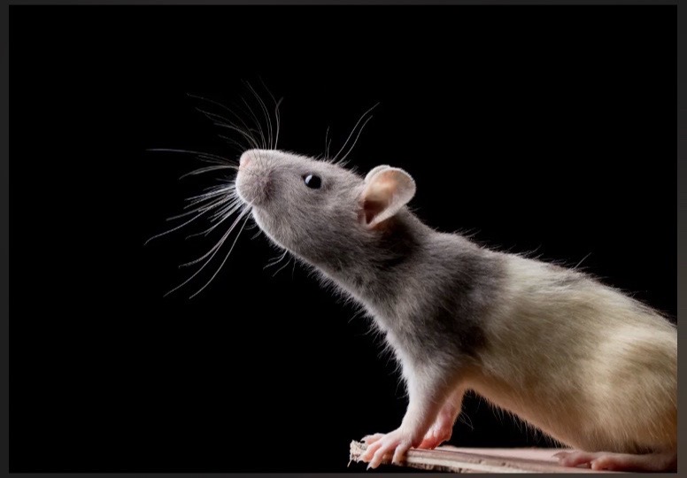 @I’m mouse 🐁 🐭