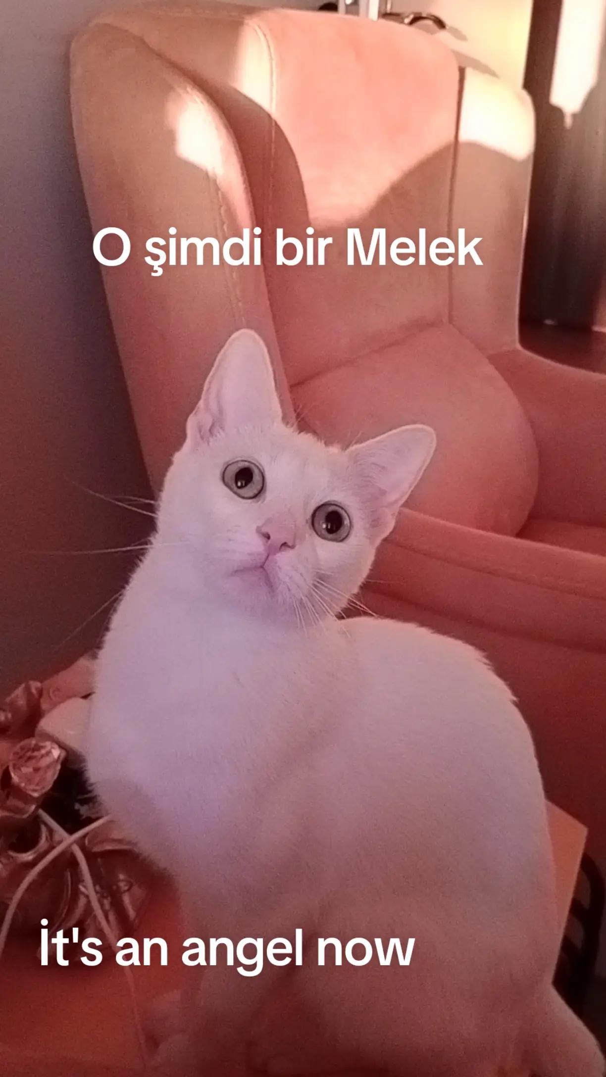 @Ali gül