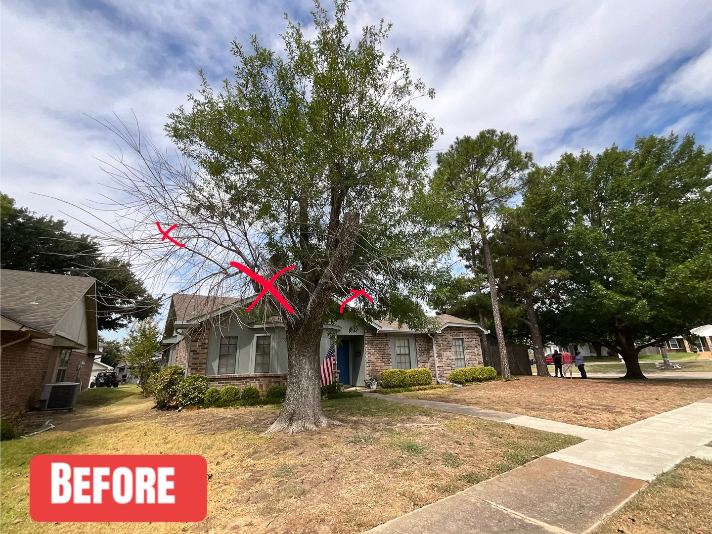 @Live Oak Tree Service