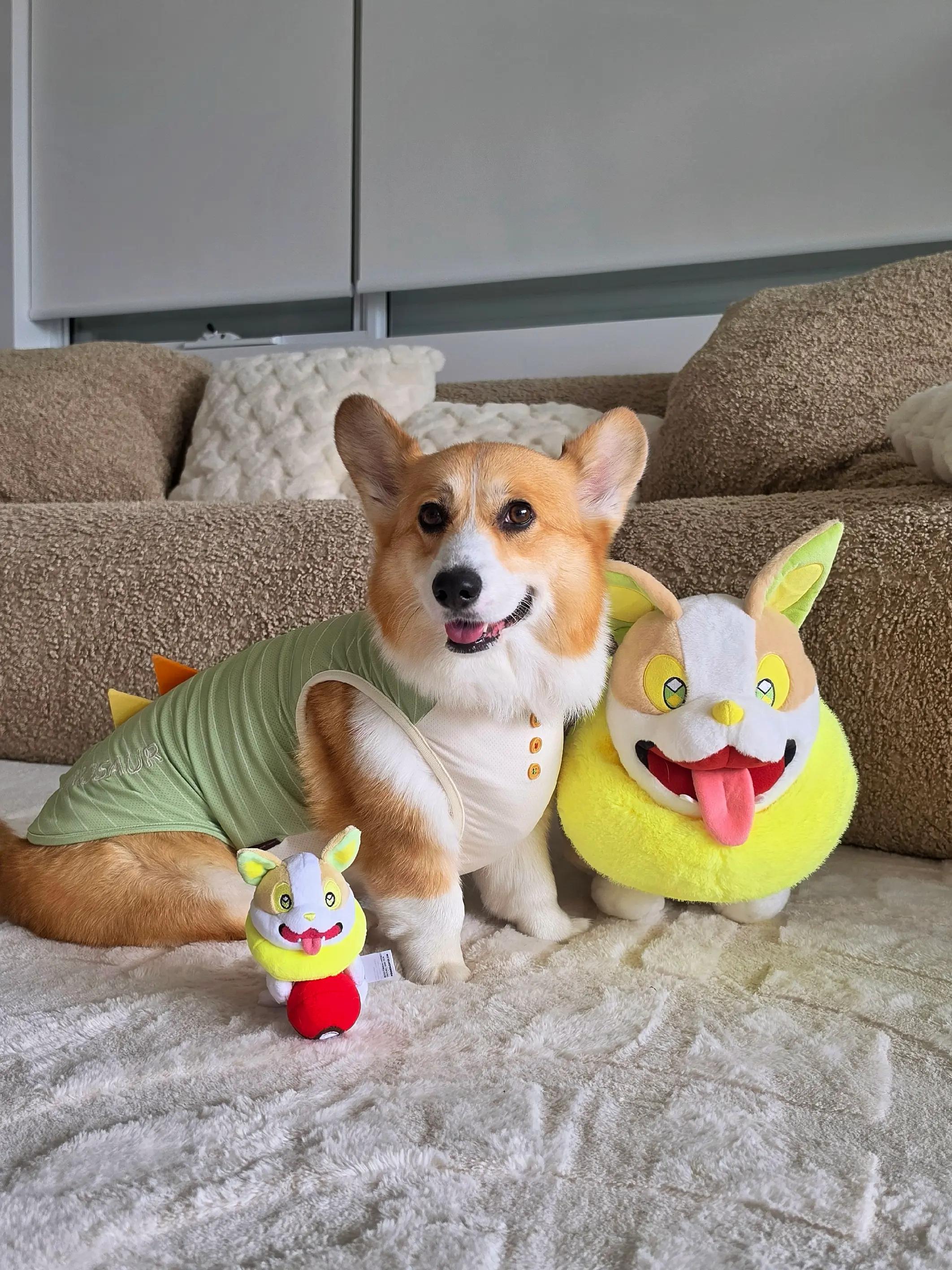 @Pocky the Corgi ๐ถ