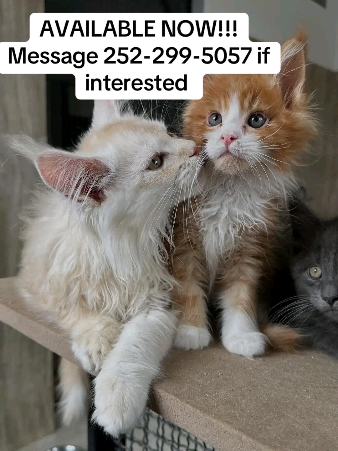 @blackkitties