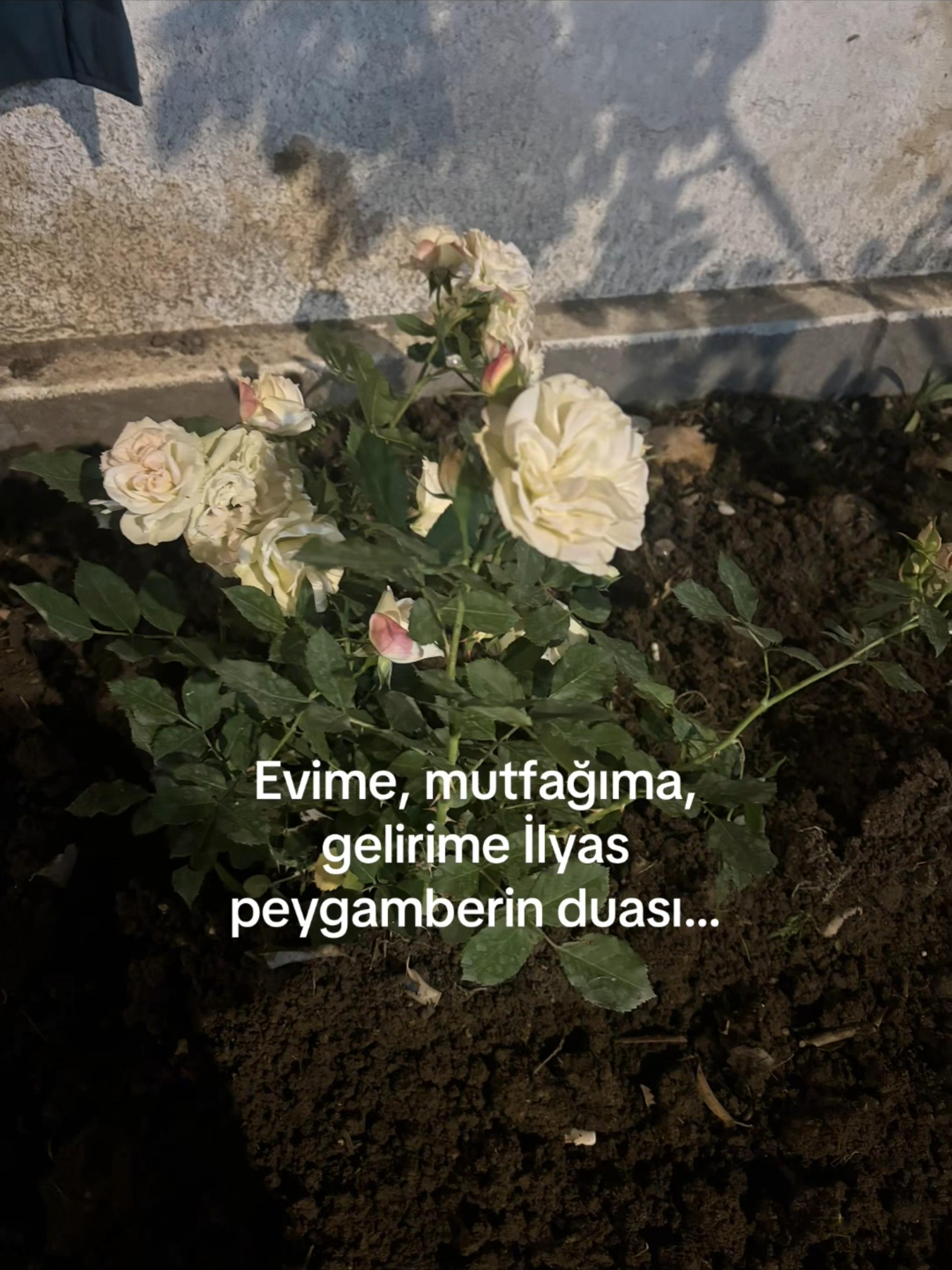 @Fatma Ayhan